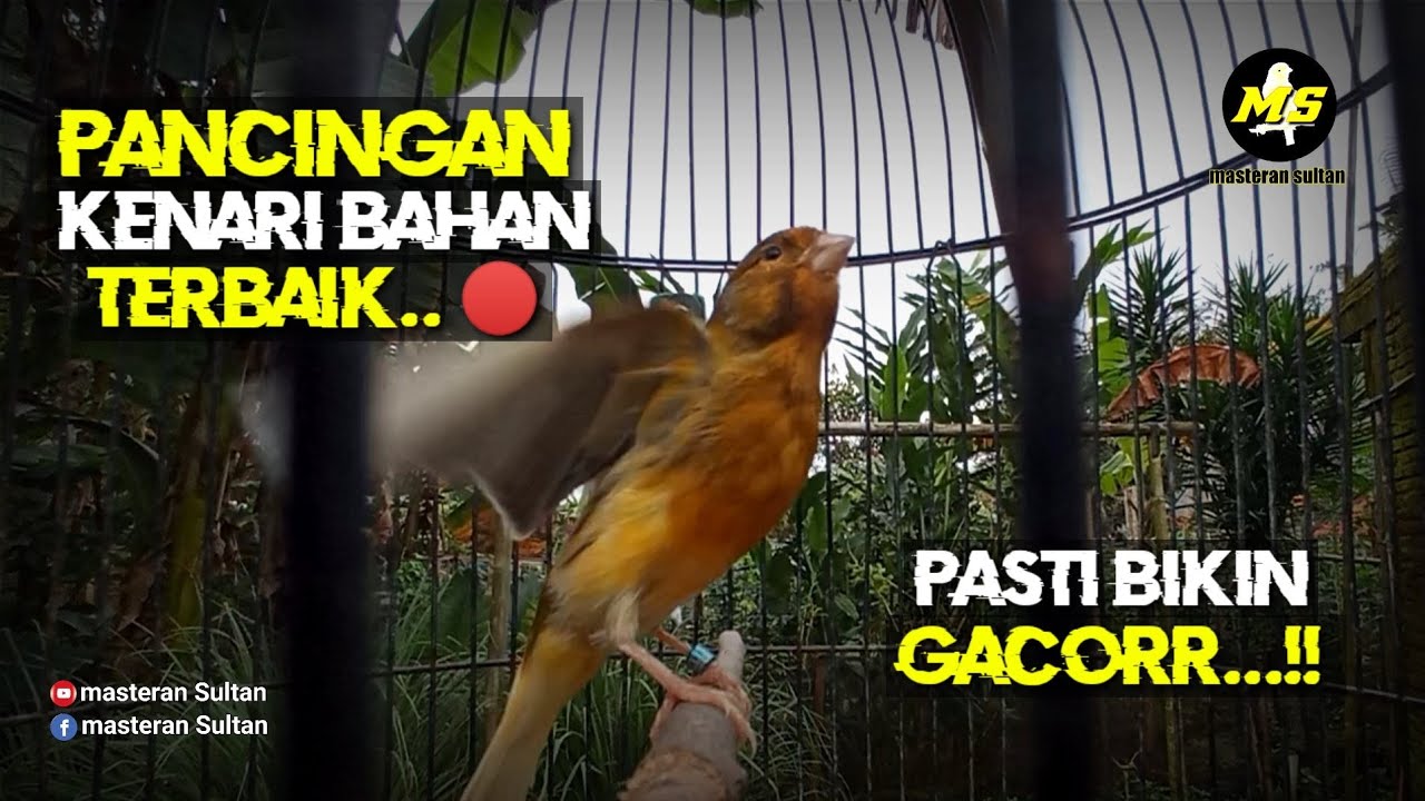 PANCINGAN KENARI BAHAN TERBAIK 🔴 BIKIN GACORR #pancingankenaribetina #masteran #kicaumania 