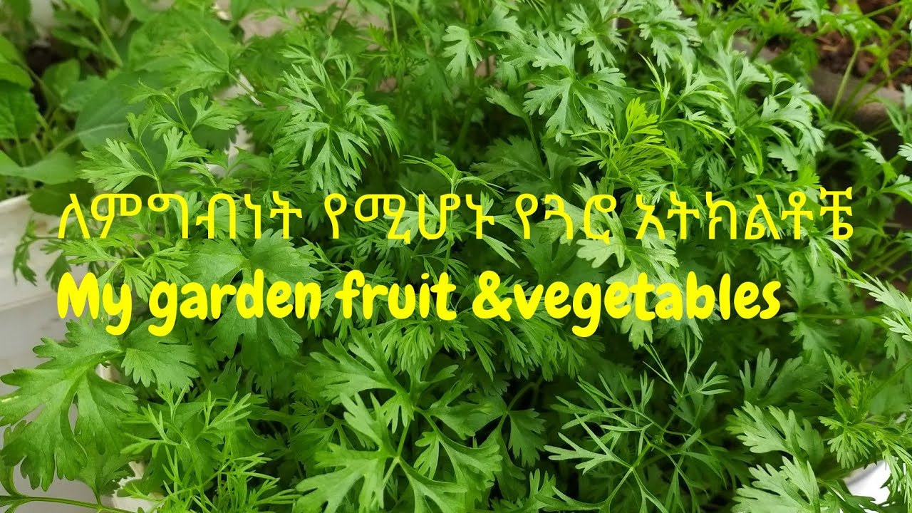 ለምግብነት የሚሆኑ የጓሮ አትክልቶች  My garden Fruit &Vegetables