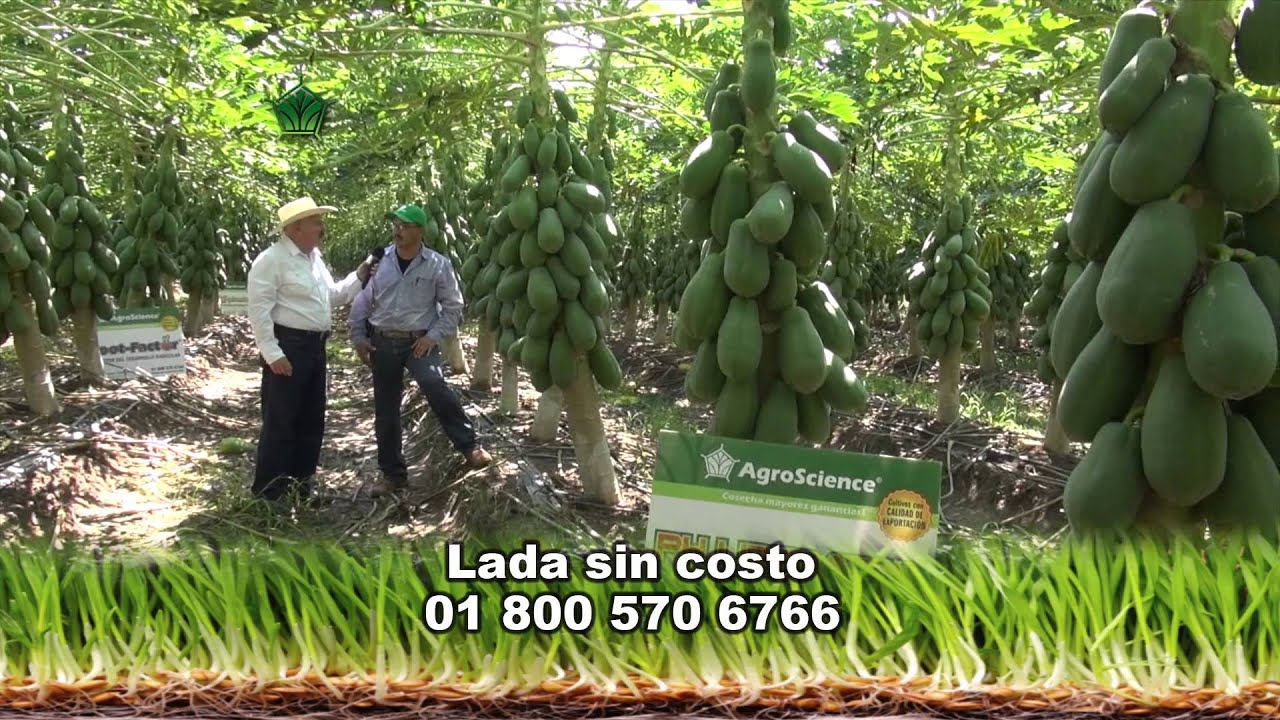 AgroScience- Papaya