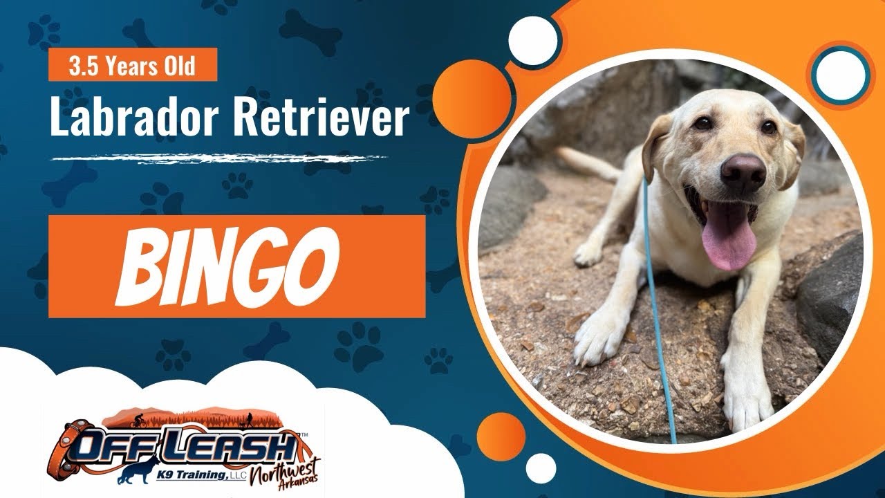 Bingo | 3.5 year old Lab | Best Lab Training | Off Leash K9 | Board & Train | Arkansas