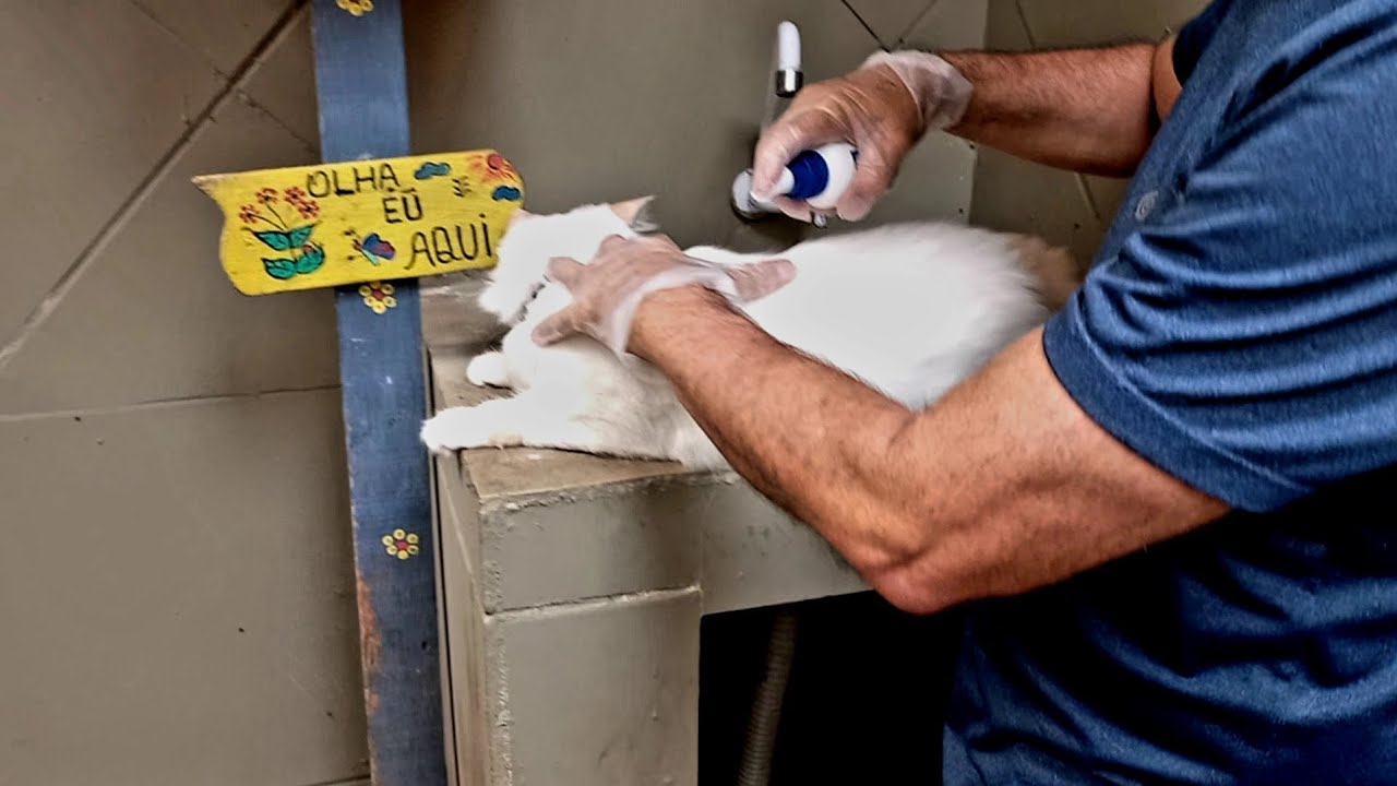 Como aplicar Frontline spray em gatos.🤔😯😻#gatos #gatosdivertidos #pets