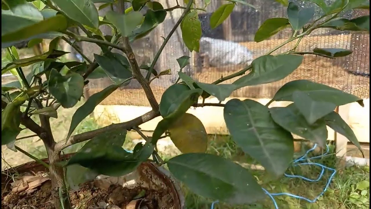 COMO PODAR UM LIMOEIRO NOVO (NOSSO CANTINHO DA ROÇA)