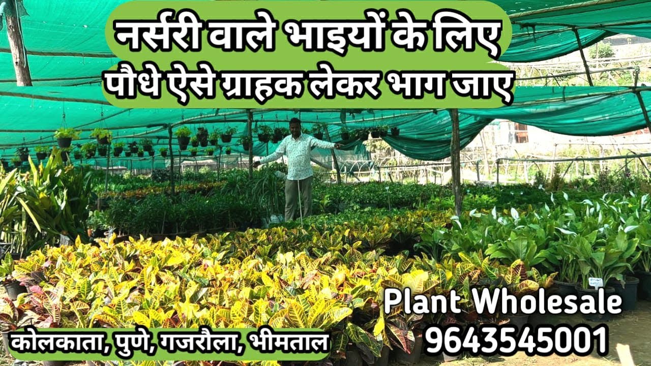 नर्सरी वाले भाइयों के लिए, ऐसा पौधा है कस्टमर लेकर भगत चला जाएगा | Plant Wholesaler in Noida NCR