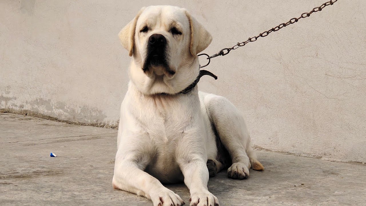 2 year old Coco | SAM LABRADOR KENNEL | 9358587070 9389149863