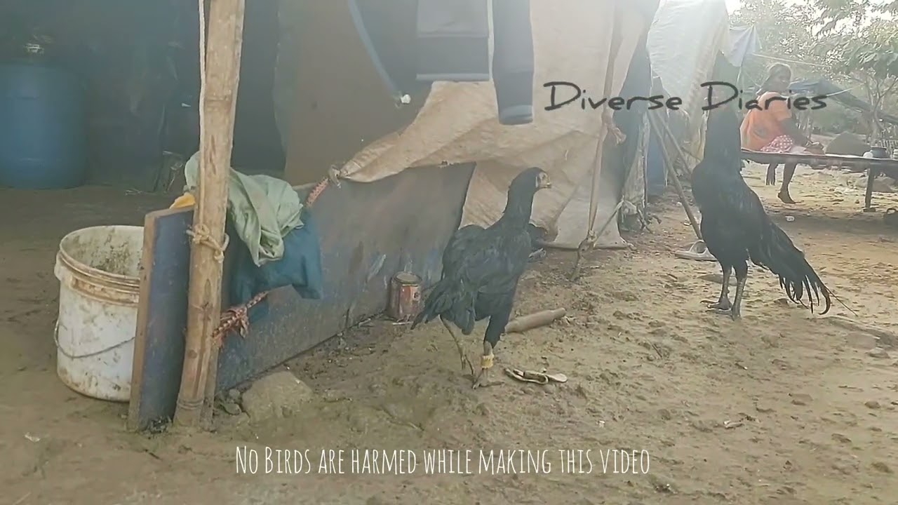 Top Quality Tamilnadu Linage Selam breed 