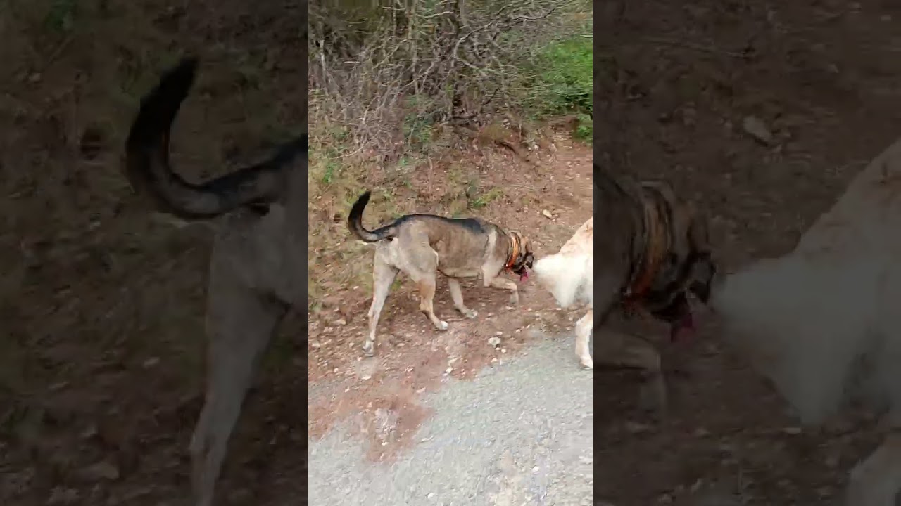 Ballade à la campagne Pastre à Marseille CANE CORSO Italiano mastiff et Montagne des Pyrénées