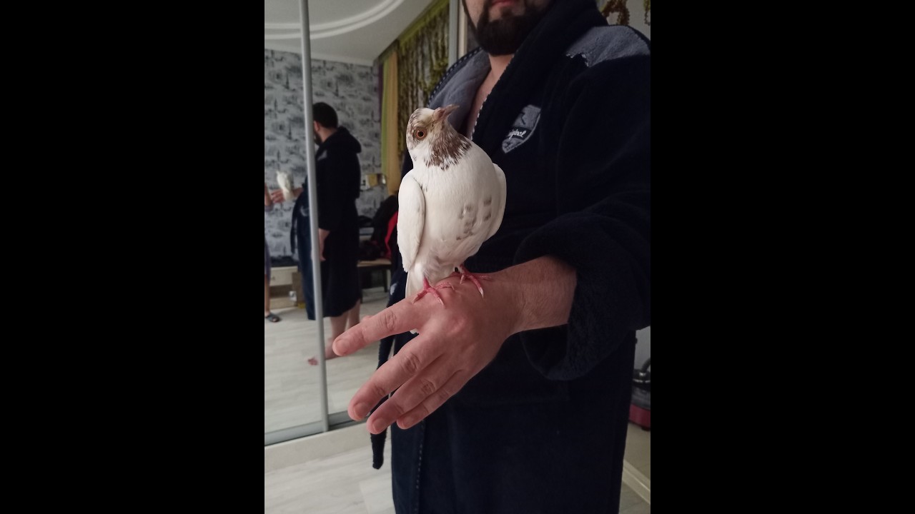 Голубка Лапуся січень 24 року Частина 1