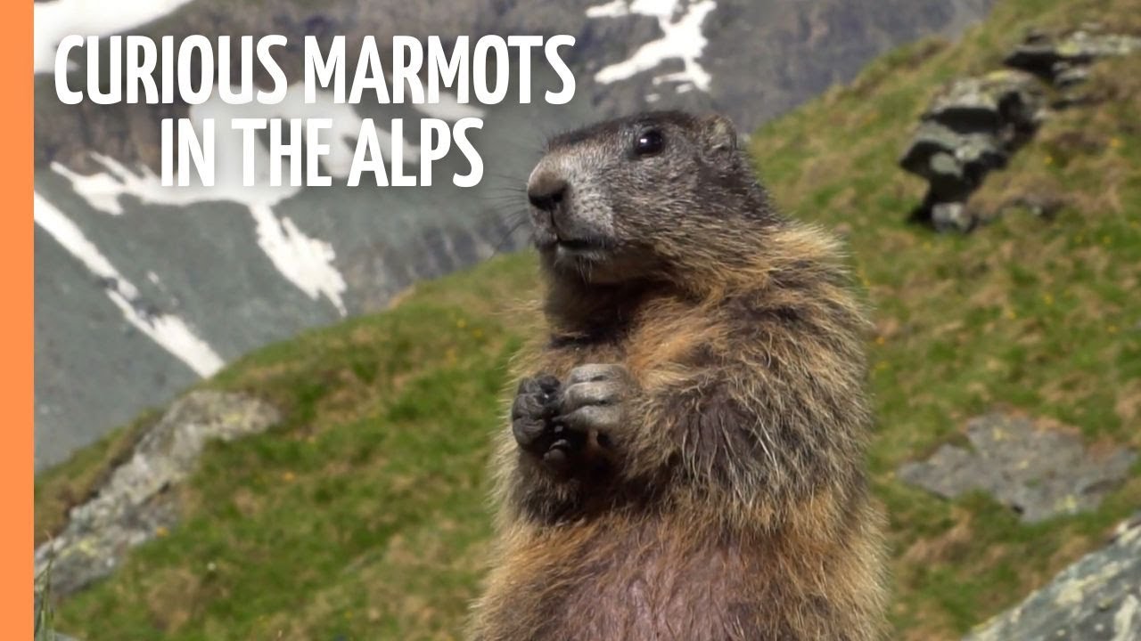 Curious marmots in the Alps | Full Documentary