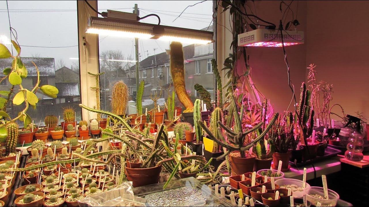 Все лампы для выращивания растений, которые у меня есть, и какое из них лучшее?