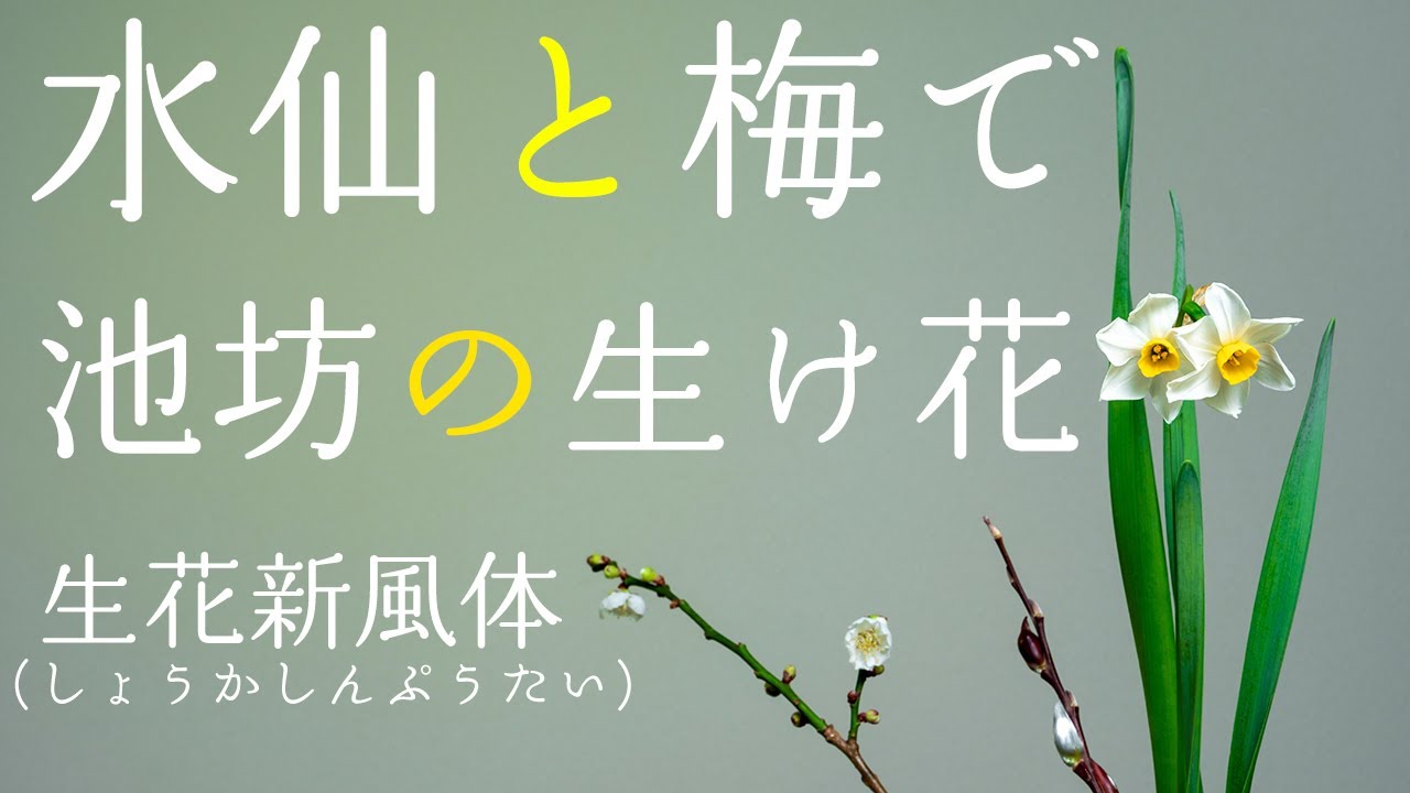 水仙と梅を使って華道家が生ける池坊の生け花 (生花新風体)