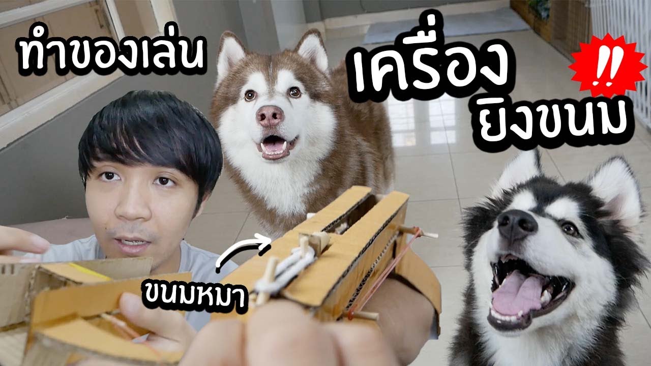 เครื่องยิงขนม! vs หมาสติแตก! // ของเล่นหมาทำเอง จะพังมั้ย?