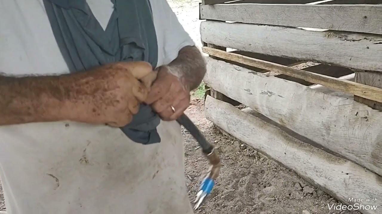 Como Instalar Bebedouros para Suínos em Chiqueiro de Madeira