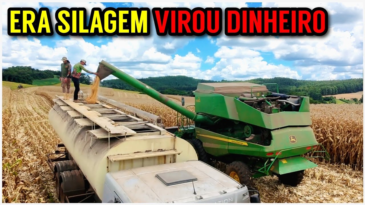 Colhendo o MILHO ANTES DA CHUVA (milho de silagem que virou grão)