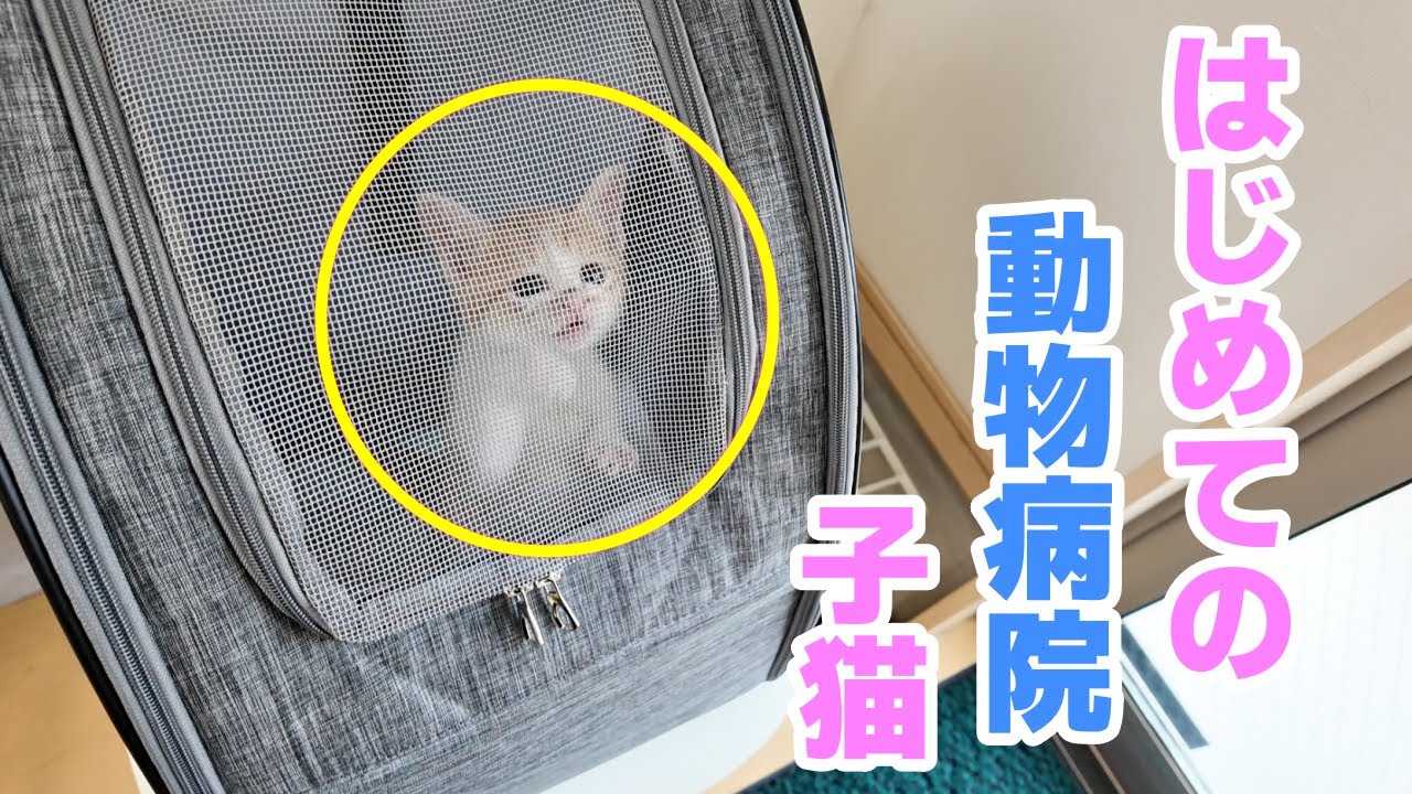 初めての動物病院ワクチン接種  保護猫 子猫 大興奮 成長記録 初老夫婦の日常