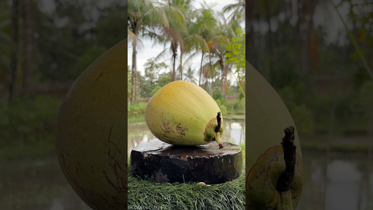 Green Coconut Bliss in December Rain