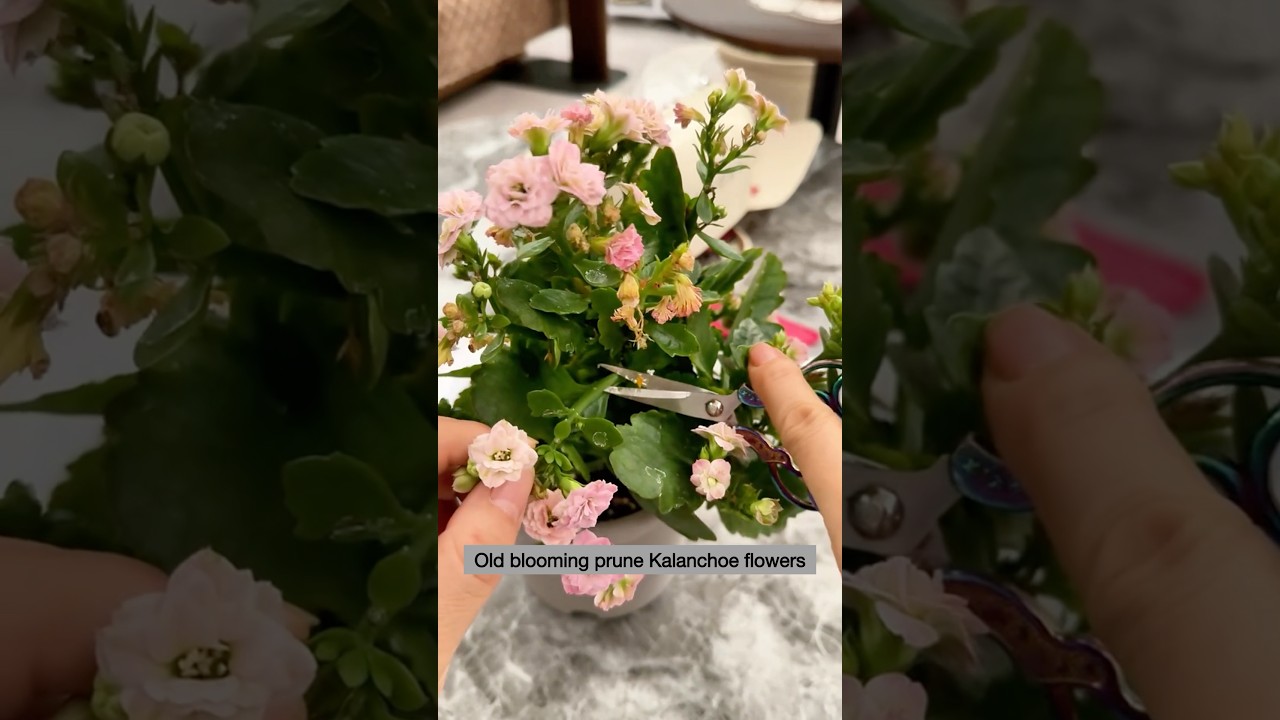 Prune old blooms Kalanchoe flowers to grow | sharing idea planting #shortvideo #plants #pruning