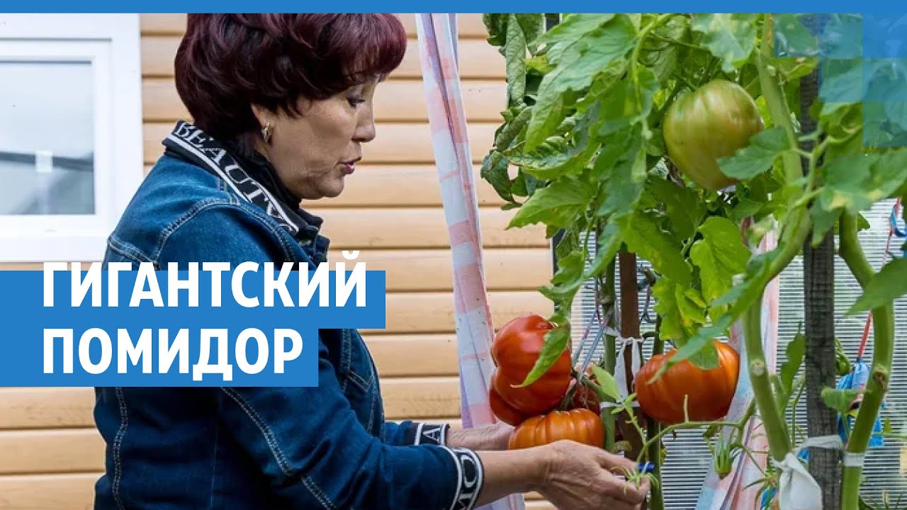 Раскрыт секрет самого большого помидора в России | NGS24.ru