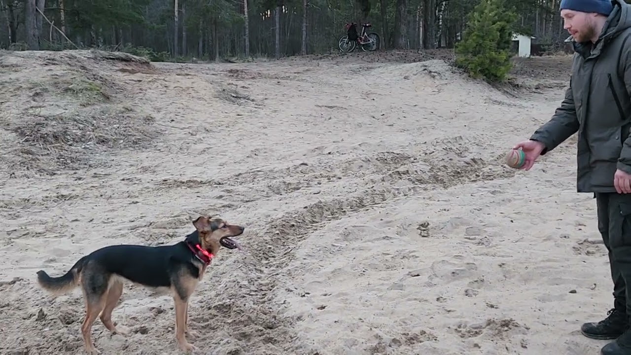 Хлебом не корми, дай мячик