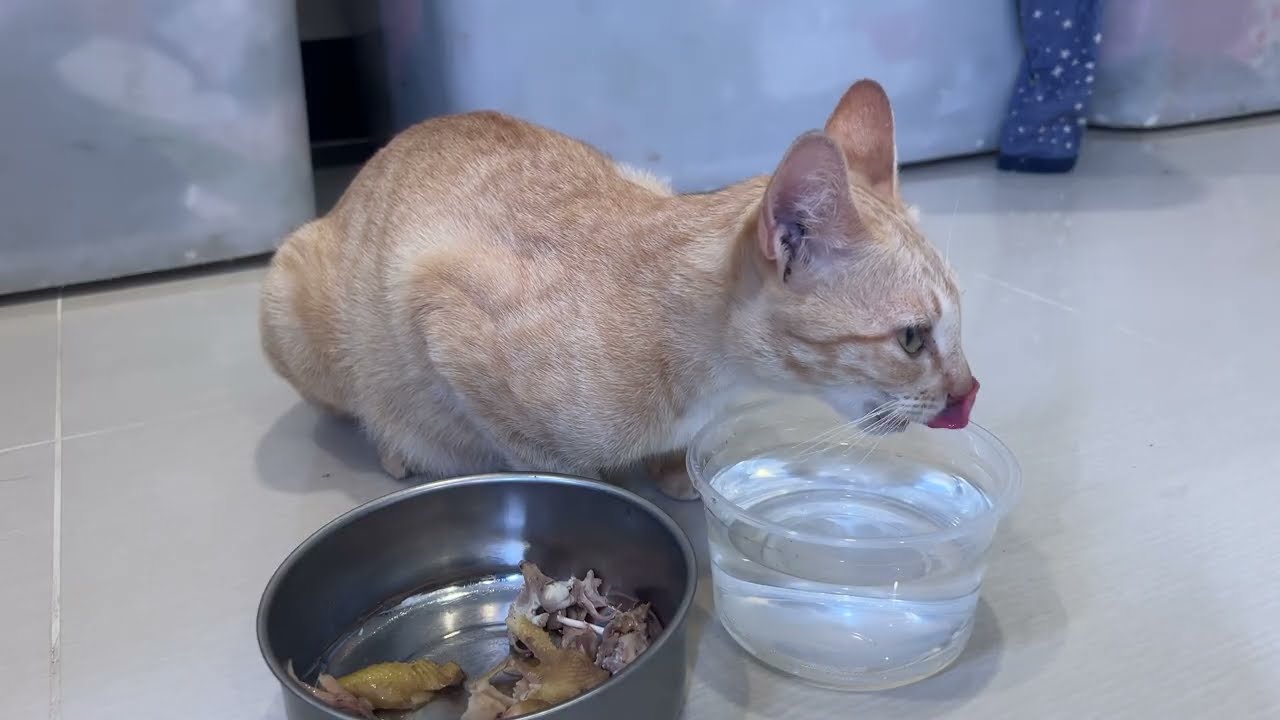 Poor Mother Cat Protecting Her Newborn Kittens. @TheStrayCatsandKittens