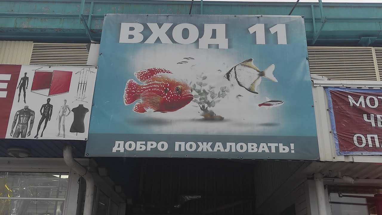 Прогулка по птичьему рынку 15.01.2023 Москва Садовод