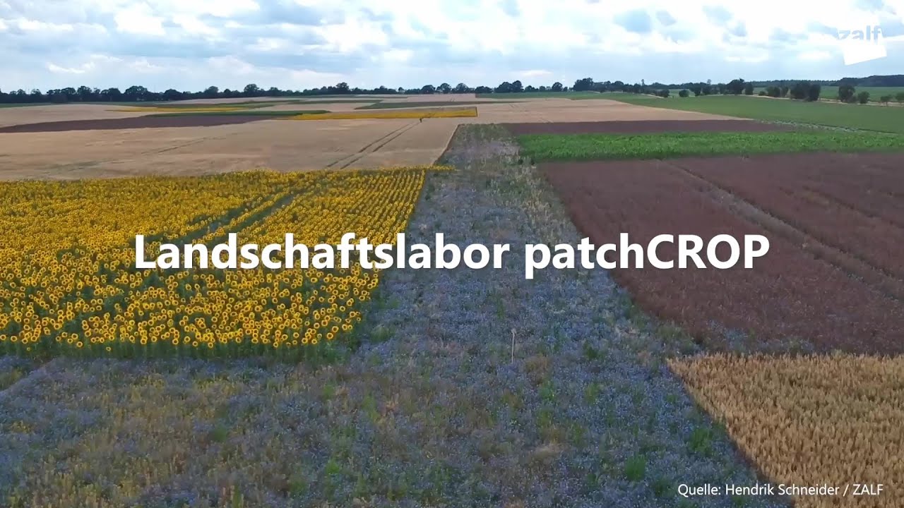 Ist mehr Vielfalt in der Landwirtschaft möglich? Das ZALF-Landschaftslabor patchCROP