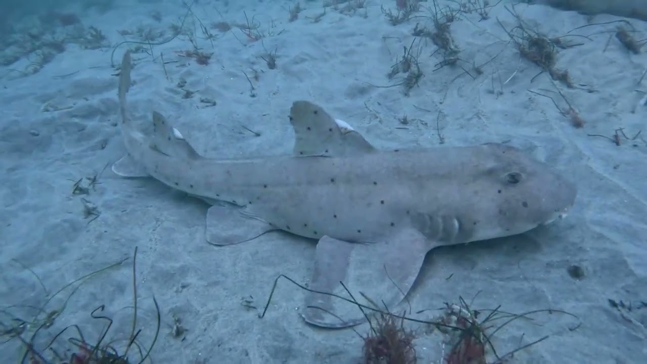 Horn Shark with @diveinscuba