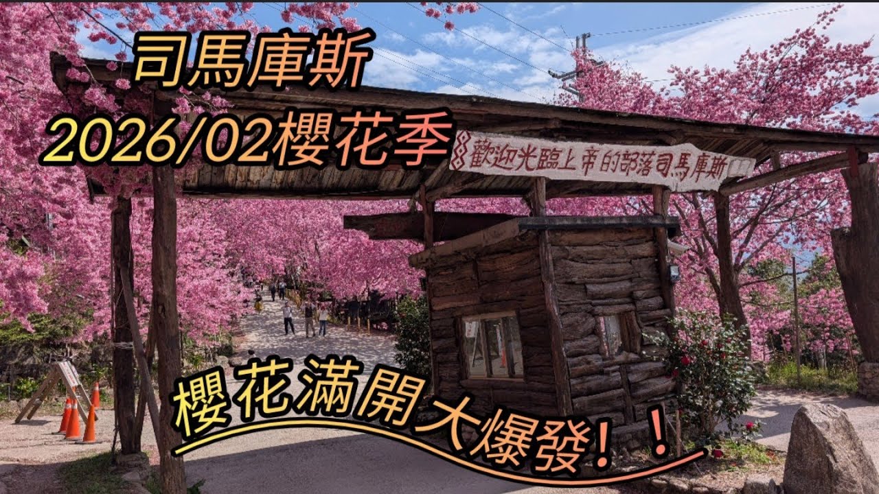 司馬庫斯 2026/02櫻花季賞櫻