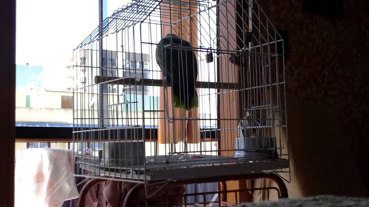 PAPAGAIO  QUE FALA DE TUDO