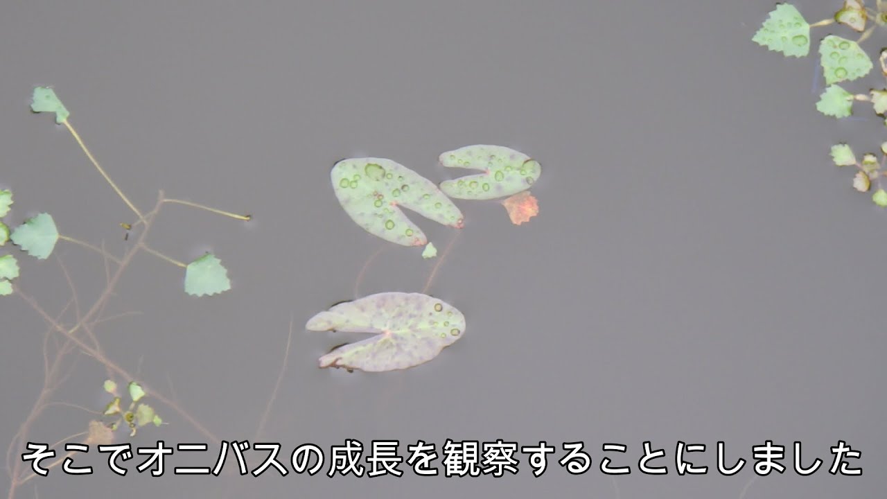 【自然観察】鬼蓮日記（上池のオニバス観察記録）