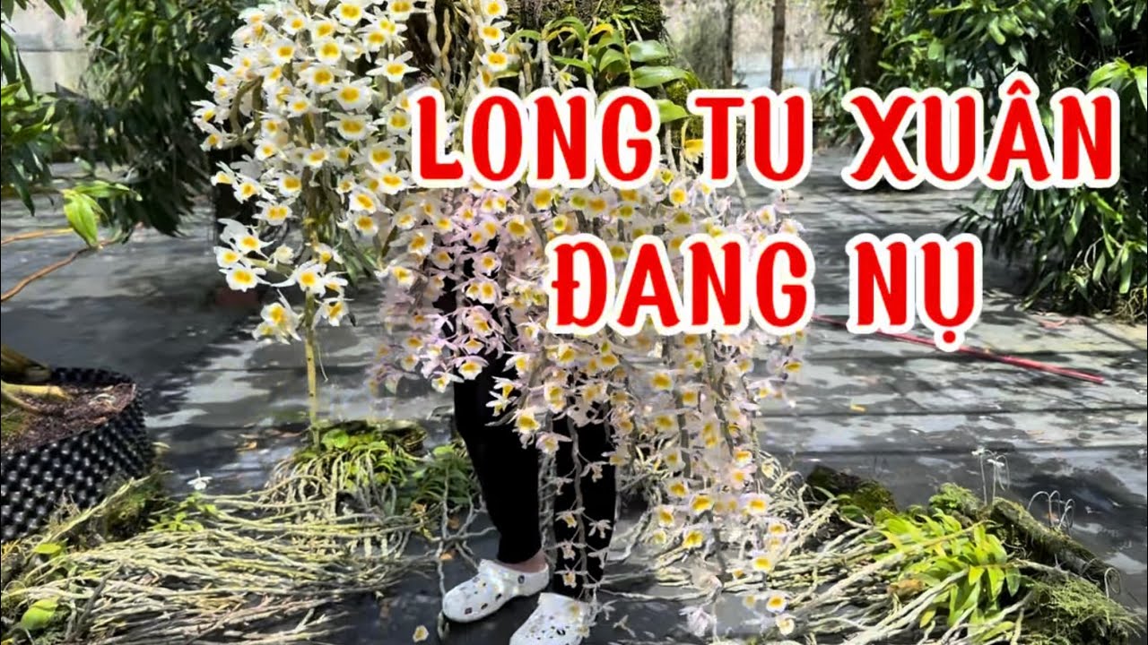 Lan long tu xuân-0834608769-LAN RỪNG LÂM ĐỒNG@lanrunglamdong 