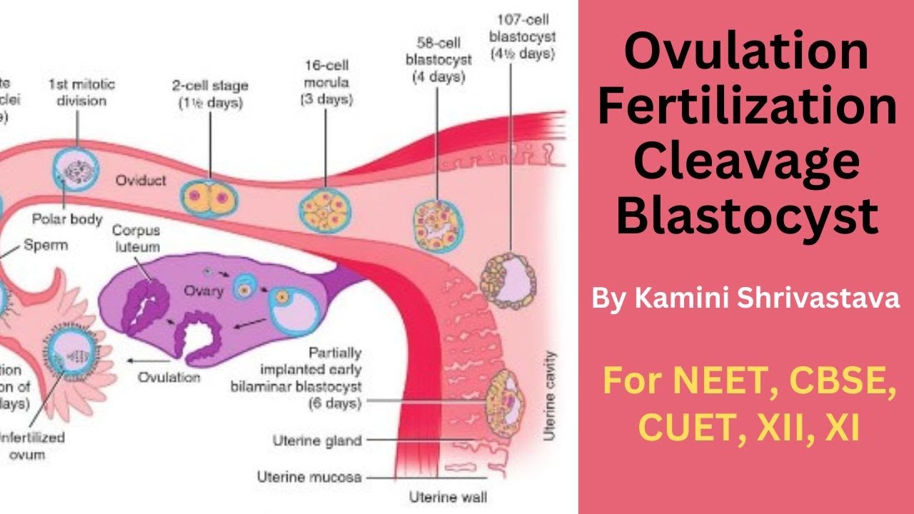 TOPIC : OVULATION, FERTILIZATION, CLEAVAGE AND IMPLANTATION OF BLASTOCYST for CBSE, NEET, CUET, XII