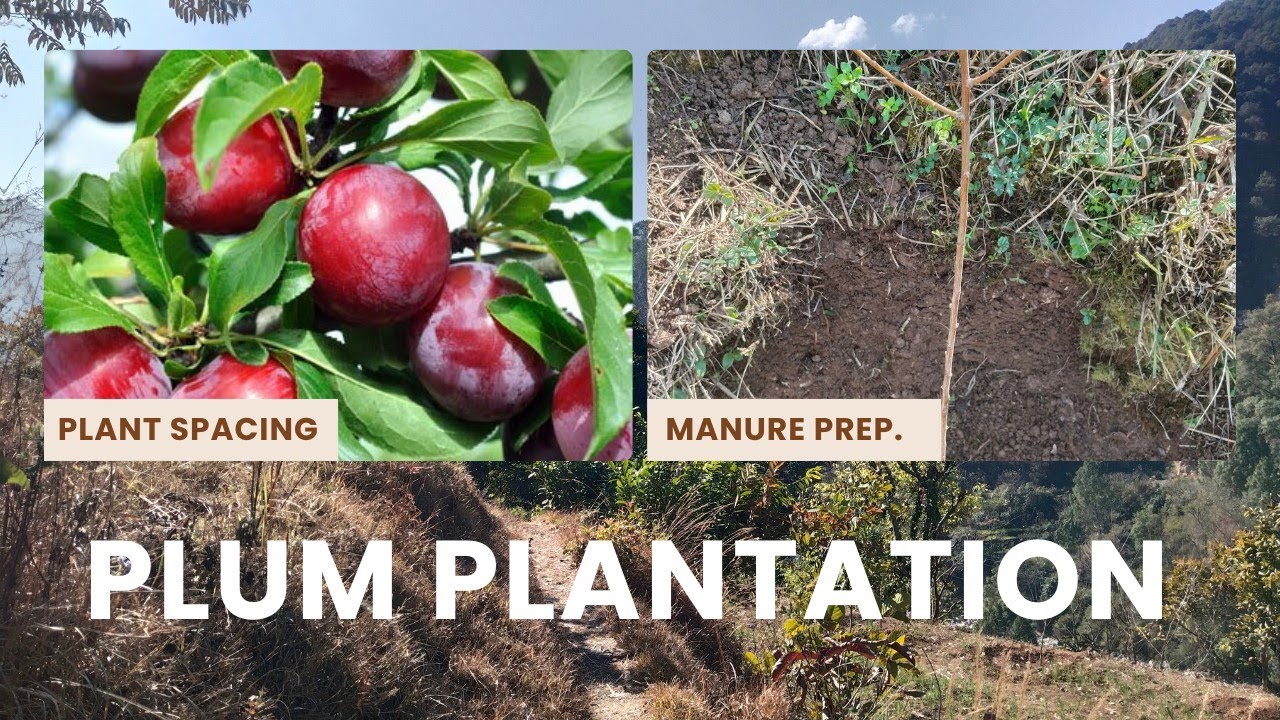 Plum plantation karne se phle ki teyari | What to do before plantation🌱(part-3) #plum 