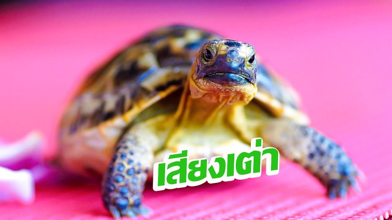 เสียงเต่าร้อง เสียงเต่า | Turtle sound