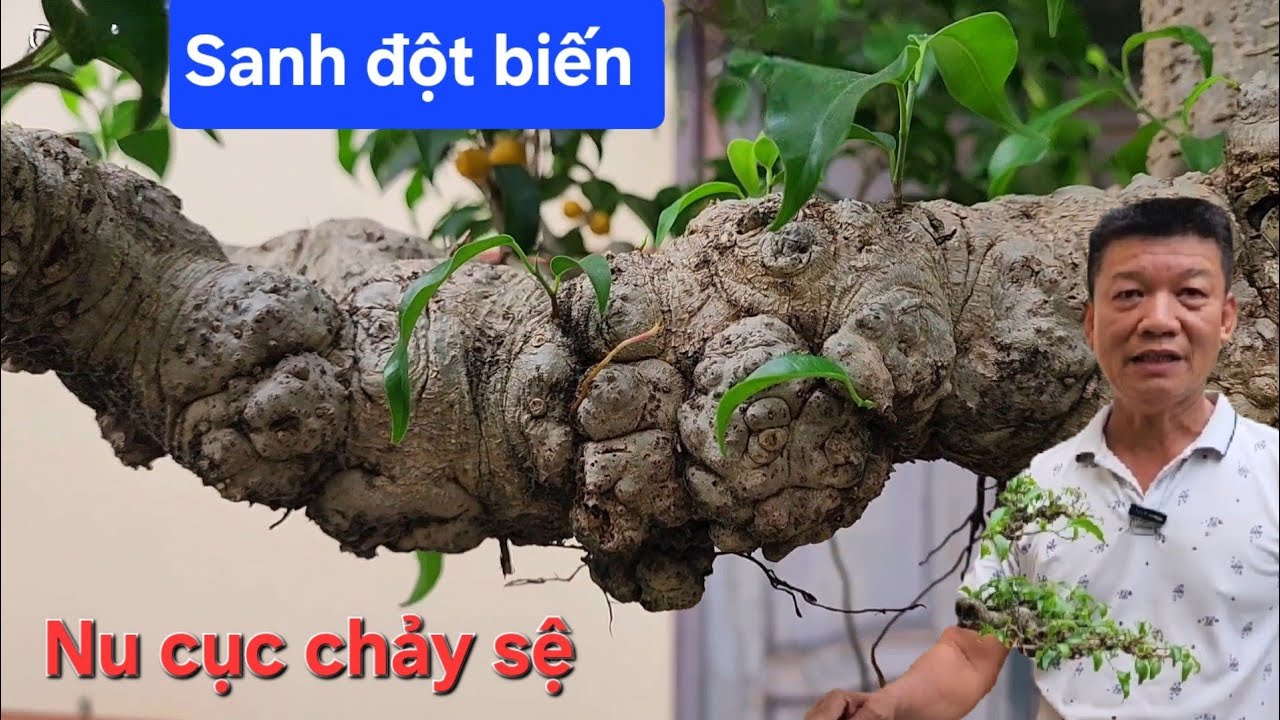 Cây sanh đột biến !.. Cắt cành 30tr không bán