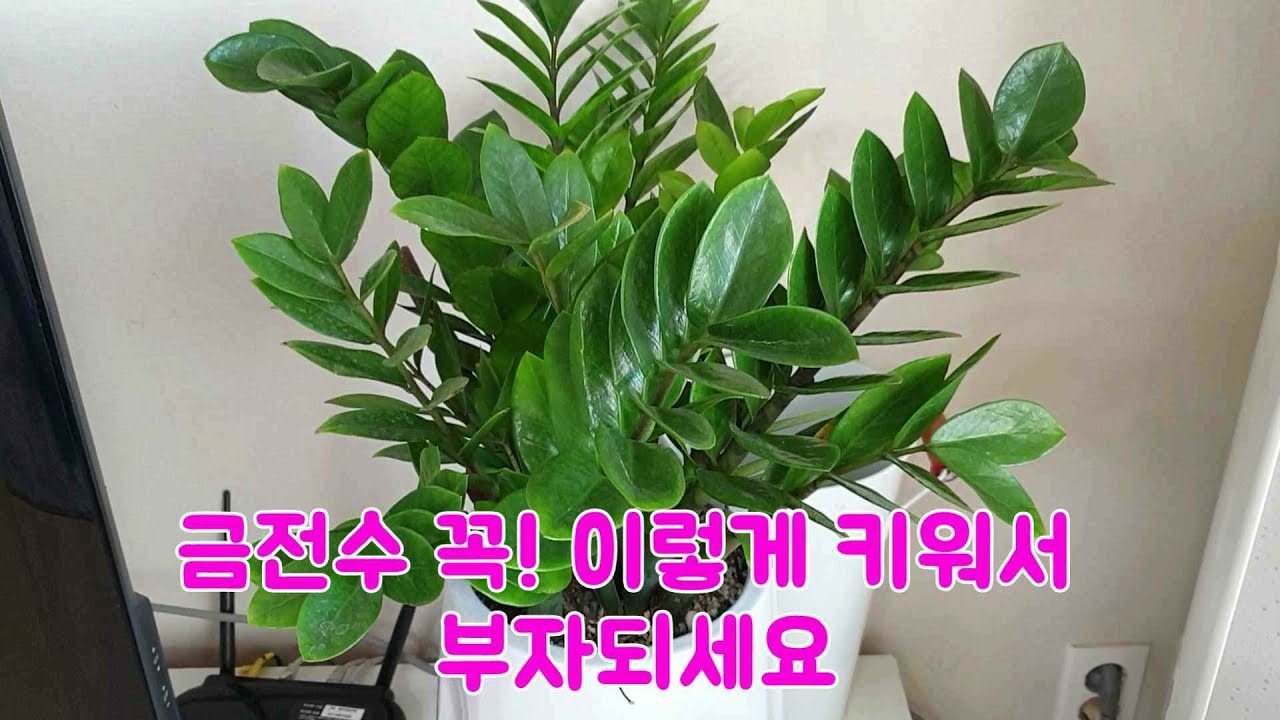 돈이들어오는 금전수 잘키우기/ 정확히 물주는 타이밍! 꿀팁들 대방출🥰