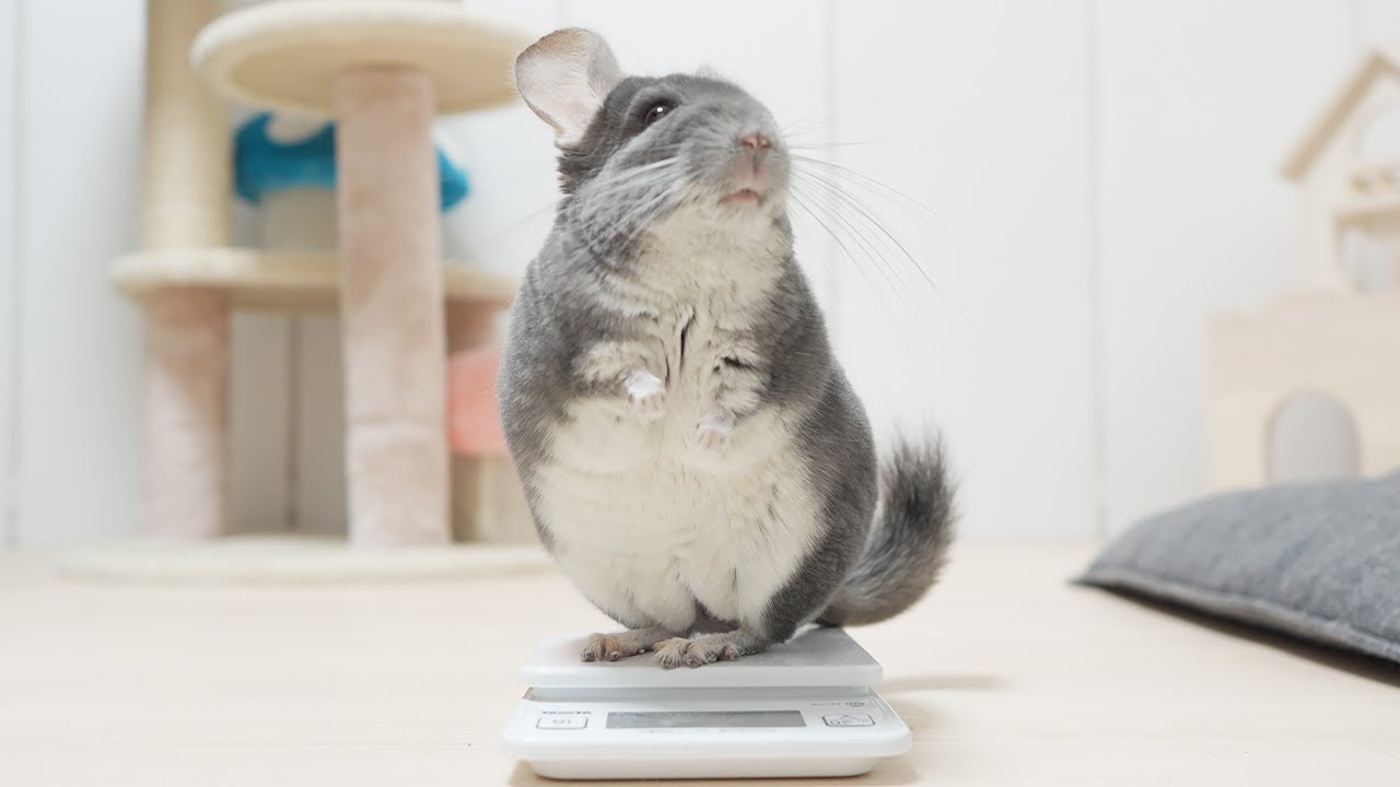 【衝撃】おやつを食べるたびに体重が増えるチンチラ