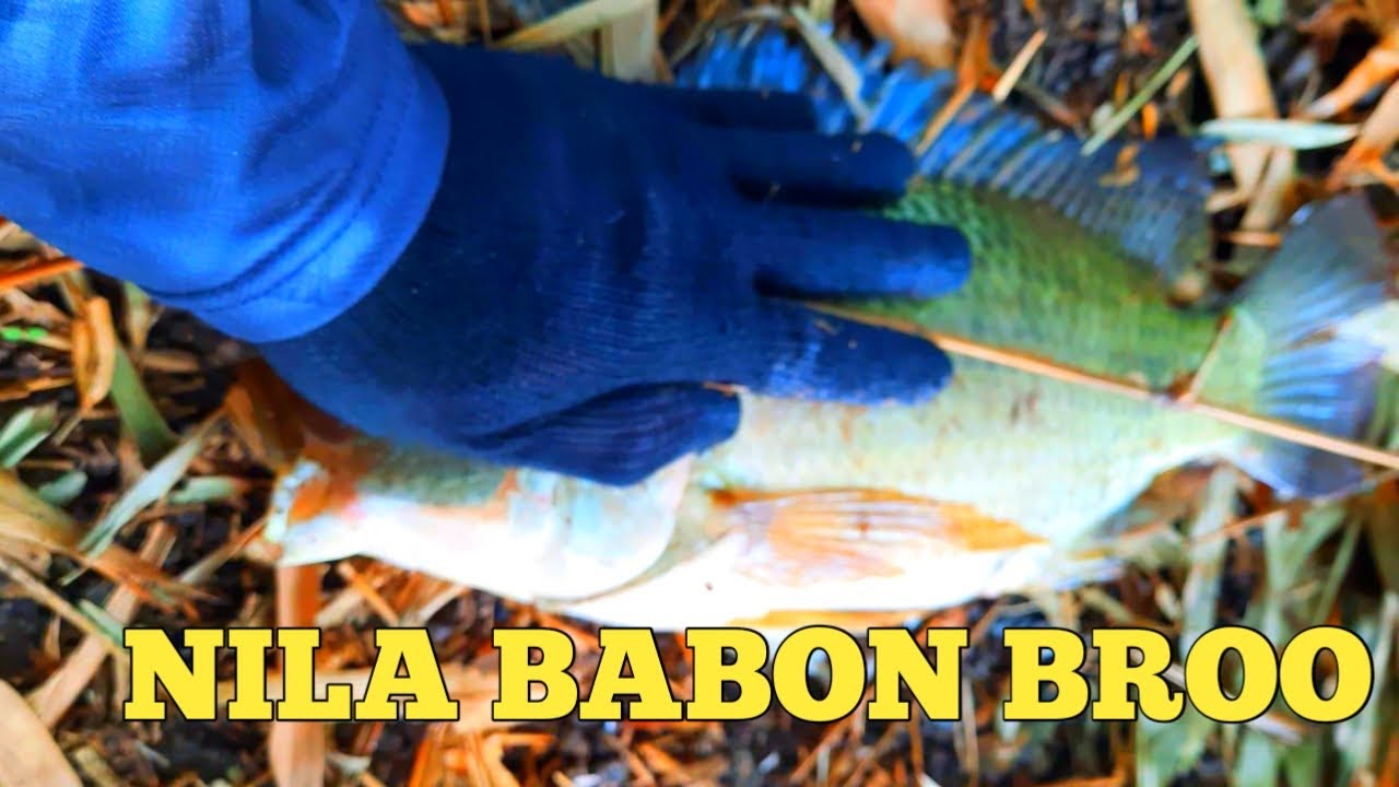 HANYA WAKTU SEBENTAR STRIKE NILA  BABON || saguling adventure #fish_hunter