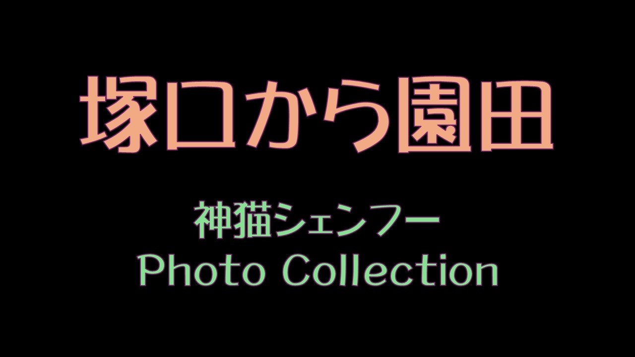 塚口から園田　神猫シェンフー　Photo Collection