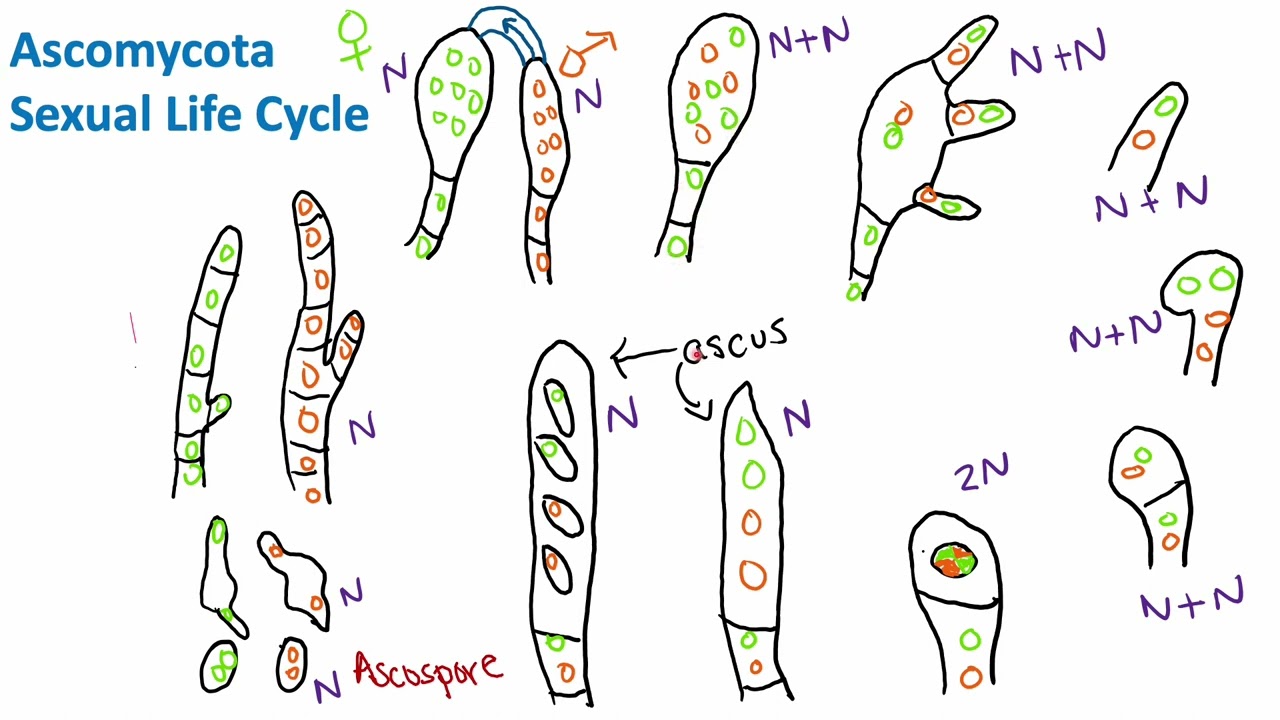 Ascomycota Sexual Life Cycle | Mycology | Biology
