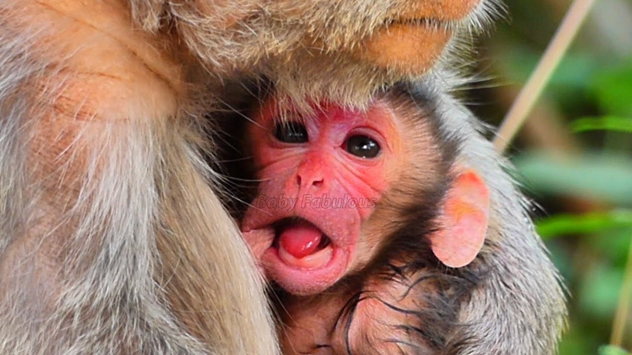 Welcome newborn!! Congratulations old mom monkey just giving birth to a cute baby | Baby Fabulous