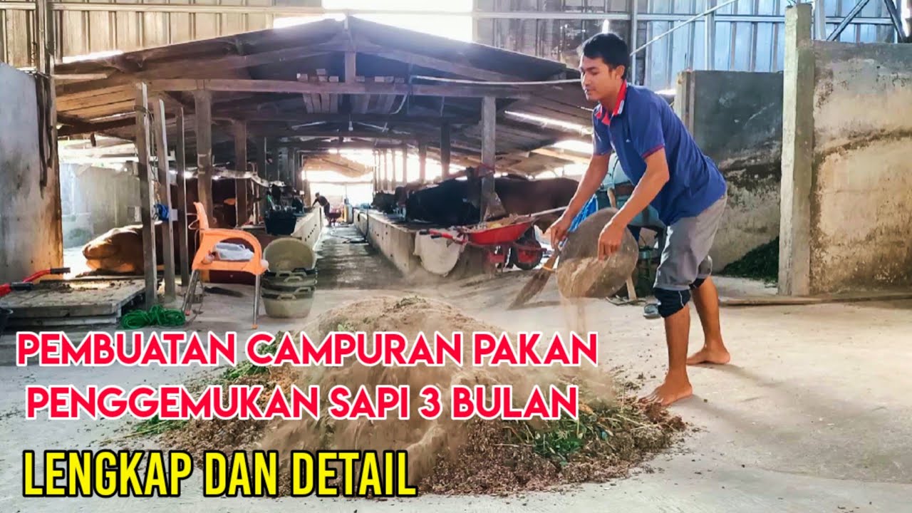 Cara Detail Pembuatan Pakan Penggemukan Sapi 3 Bulan Biaya 25000/Hari/Ekor Lengkap
