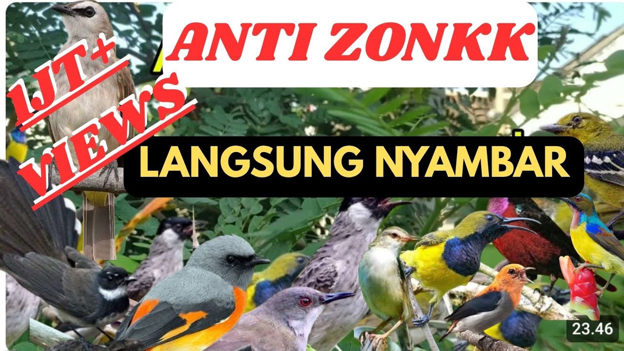 suara PIKAT BURCIL ANTI ZONK, PALING AMPUH‼️sudah saya coba