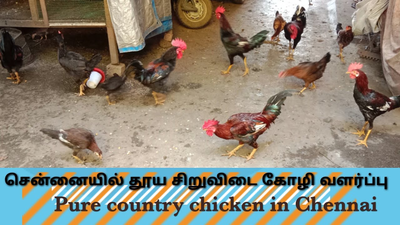 தூய சிறுவிடை நாட்டுக்கோழி வளர்ப்பு | #purecountrychickenfarming #Countrychicken #farming சிறுவிடை