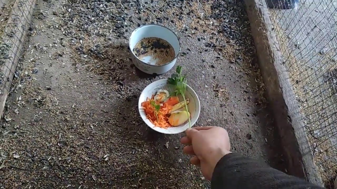 Какарики, содержание, разведение.