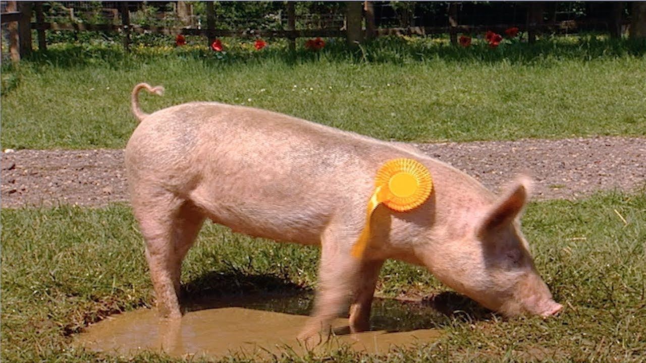 Best in Show – Big Barn Farm FULL EPISODE on ZeeKay Junior