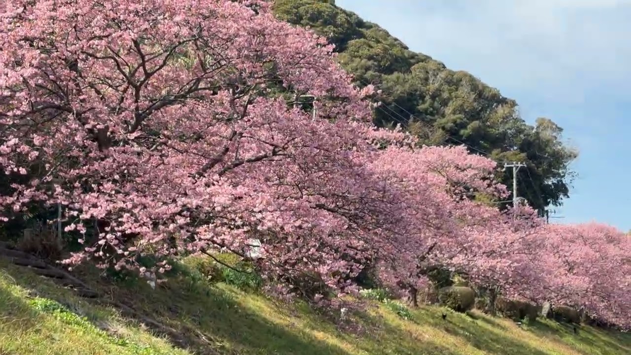 下賀茂温泉　南の桜と菜の花まつり　2026年