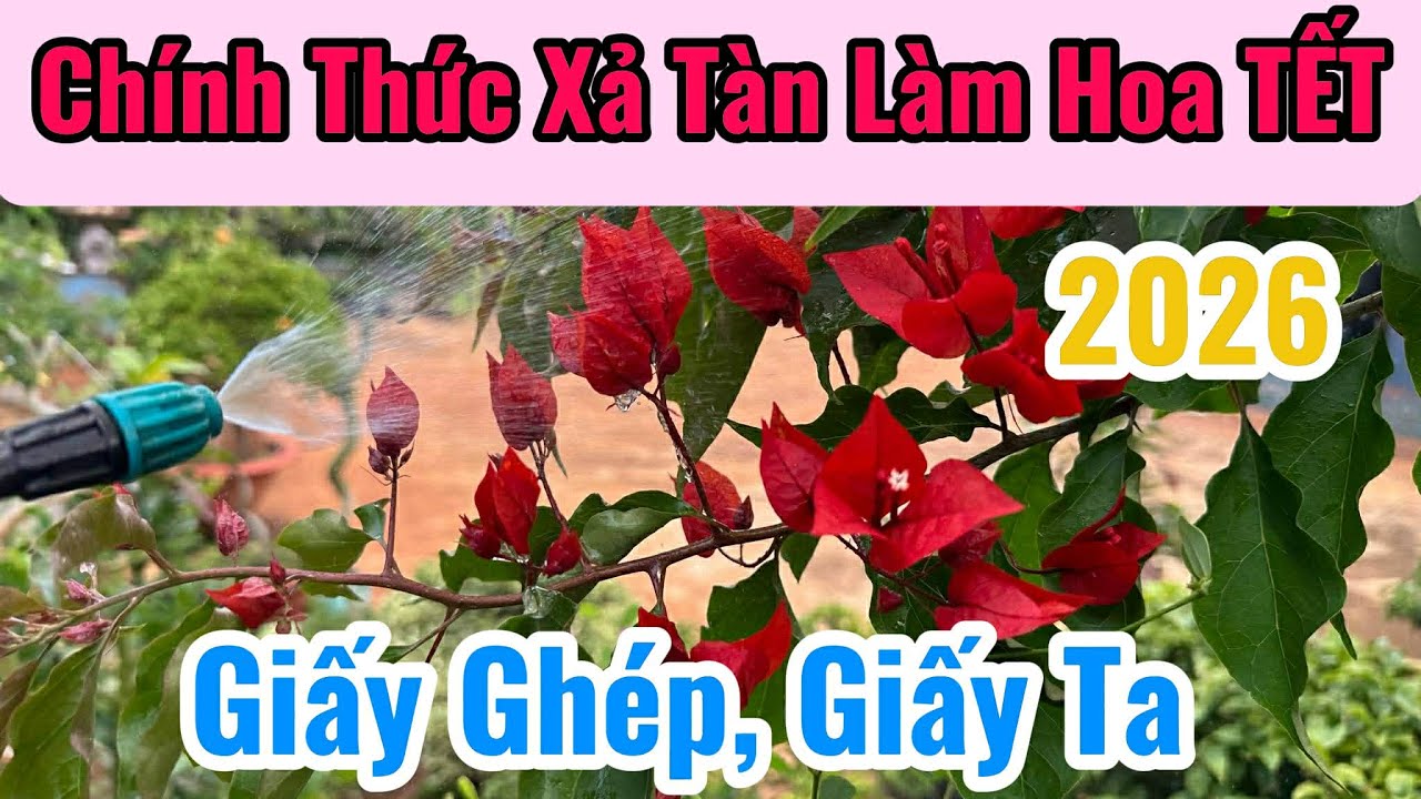 Cách Làm Hoa Giấy Ta, Giấy ghép giống mới ra hoa Đúng TẾT ???