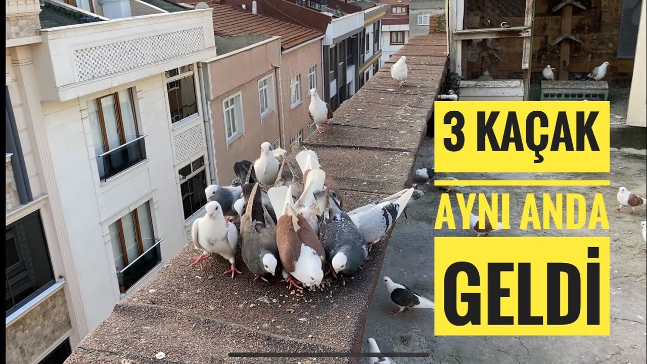3 KAÇAK AYNI ANDA GELİNCE ELİMİZ AYAĞIMIZ BİRBİRİNE GİRDİ