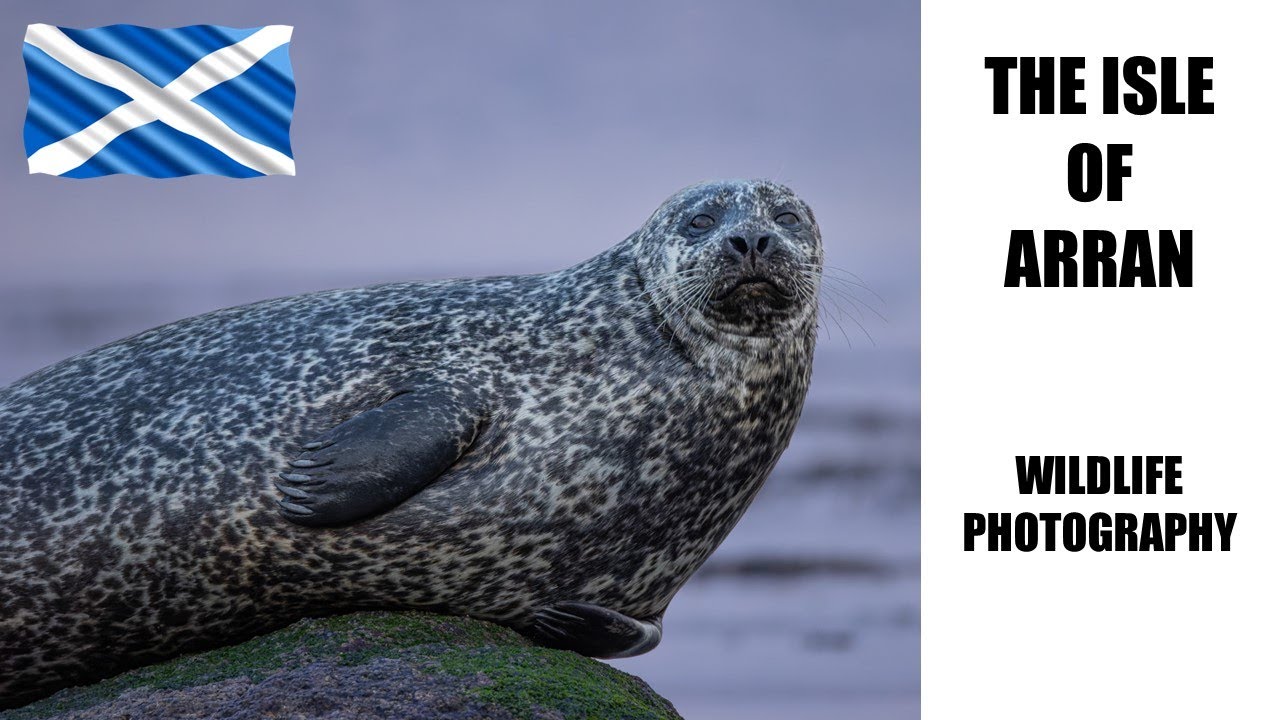 Wildlife Photography on the Isle of Arran, Scotland