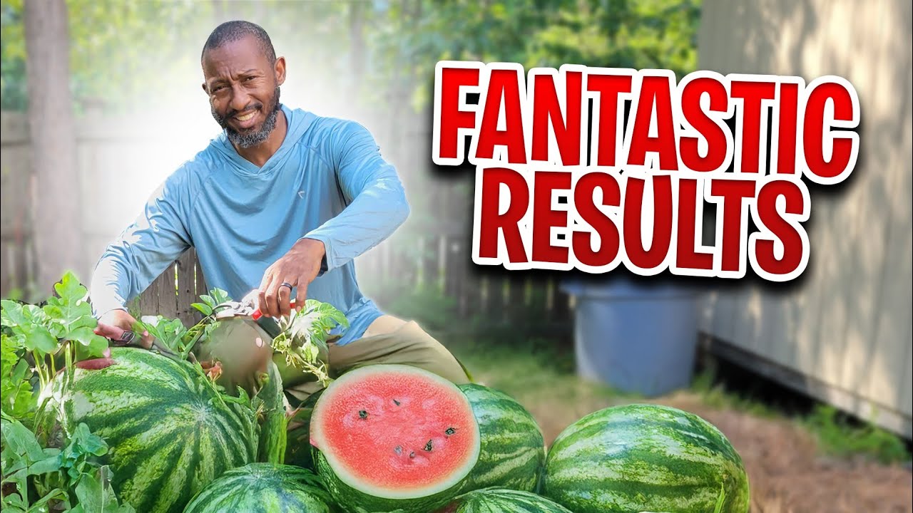 Container Watermelon Care &ndash; How to Keep Plants Healthy & Productive